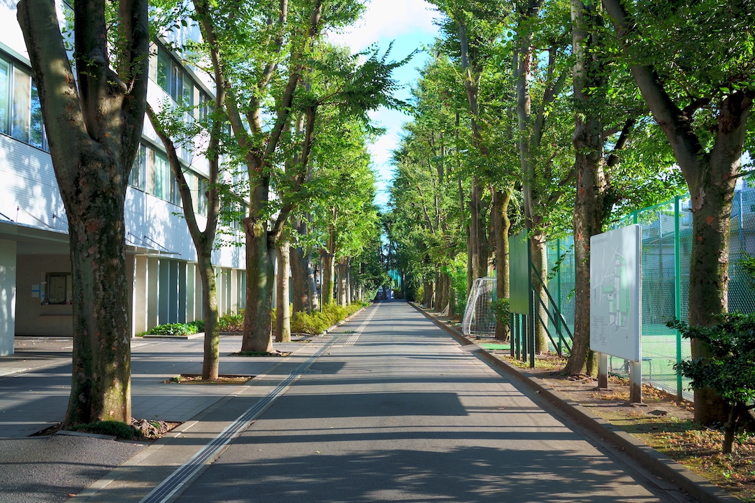 欅並木